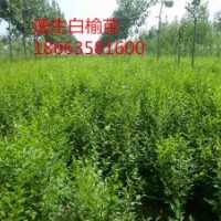低價(jià)出售絲棉木，山杏苗，白榆苗