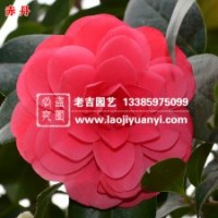 老吉園藝供應優質赤丹茶花、海石榴、晚山茶等百余種茶花苗