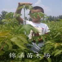 1米高復葉槭苗江蘇復葉槭苗種植基地大量供應