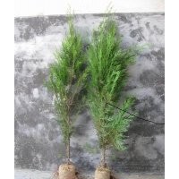 80側柏苗，1米側柏苗，1.5米側柏苗
