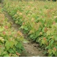 美國紅楓小苗，2-7cm價(jià)格電詢。
