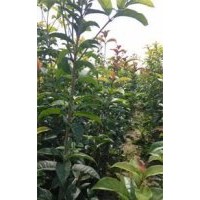 桂花，桂花苗，桂花小苗，湖北桂花