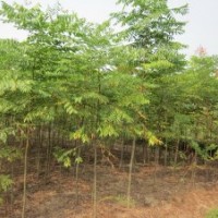1-5公分欒樹— 裸跟或帶土球