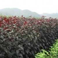 供應新疆綠化苗