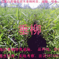 出售垂柳樹穗、樹苗