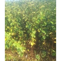 紫丁香，連翹，紅瑞木，小桃紅，榆葉梅，絲綿木，衛矛，紅花王子