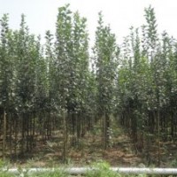 大量批發西府海棠小苗 行道樹西府海棠 工程綠化西府海棠樹苗
