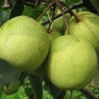 批量供應梨樹果 銷售各種果樹高度梨樹苗 嫁接梨樹苗 量大優惠