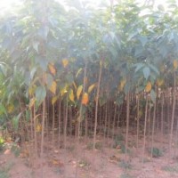 常年大量出售櫻花當年苗、i海棠苗、紅葉李、低價占地苗