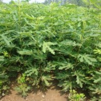 河北樂優農業大量供應無花果,洋芋，海棠等苗木