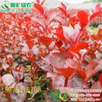 日本紅葉喬木紫薇 江西紅葉紫薇小苗價格 優質紫薇小苗報價