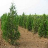 側(cè)柏苗、山東側(cè)柏基地、側(cè)柏樹苗