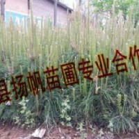 供應30-50公分營養杯油松小苗，山西油松小苗，油松小苗價格