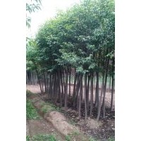 供應6公分大葉女貞1000顆，