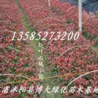 優質供應：小苗：床苗：紅葉石楠小苗，冬青小苗、龍柏小苗、蜀檜