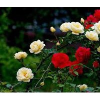 月季，薔薇，大花薔薇