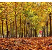 優質美國紅楓,美國紅楓小苗預售中