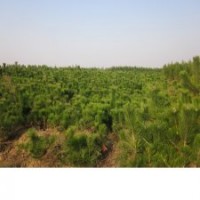 山東萬畝油松種植基地出售全規格油松 低價質優