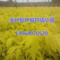 預定秋季金葉復葉槭小苗，預定價格優惠，質量高