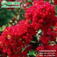 美國(guó)紅火箭紫薇