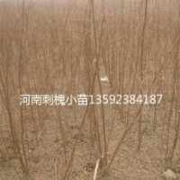河南千畝刺槐基地，當年刺槐小苗一千萬顆，多年生2-3-4一百萬顆
