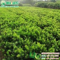 珍品羅漢松 家有羅漢松 世世不受窮 彩葉樹小苗供應包存活|江西綠