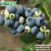 江西綠農供應V3藍莓 V3藍莓報價 V3藍莓圖片|江西綠農