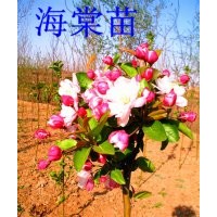 出售占地用海棠苗紅葉李太陽李紫葉矮櫻白蠟國槐金葉榆等綠化苗木