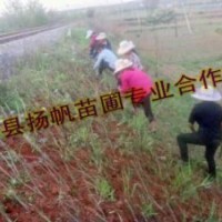 供應(yīng)紫穗槐供貨商-紫穗槐批發(fā)-紫穗槐價(jià)格-紫穗槐報(bào)價(jià)