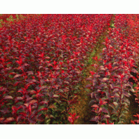 大量出售優質紅葉李