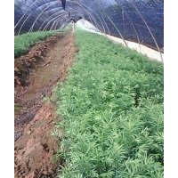 1-2公分小苗櫸樹，紅豆杉，合歡