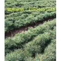 出售樟子松、紅松、落葉松、日本落葉云杉等造林苗