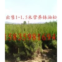 供應1.5米營養缽油松白皮松側柏