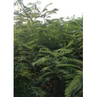 優質合歡一年生
