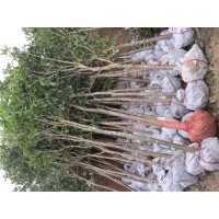 四季桂苗，四季桂樹（20-200公分高，2-30公分大）