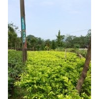 低價供應黃素梅小苗和球規格15-120cm全袋苗