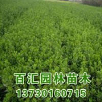 河北白蠟苗木基地白蠟樹(shù)苗批發(fā)