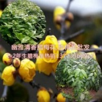 沭陽臘梅苗價格1-2年生臘梅小苗沭陽產地