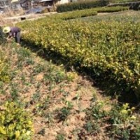 供應寧德油茶苗最新價格