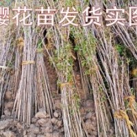 本苗木基地常年供應2——10公分櫻花 規格齊全質優價廉