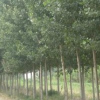 供應紫葉李、毛白楊