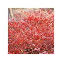 供應紅天竹，紅花繼木，紅葉石楠，金森女貞
