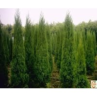 側柏 檜柏大小苗大量出售