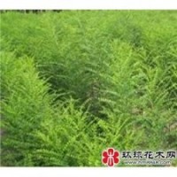供應(yīng)，皂角苗，欒樹苗，牡丹苗，白芍苗，木瓜苗，連翹苗，榆樹苗