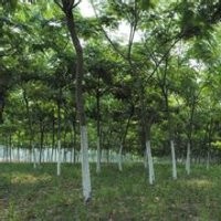 12公分合歡、25公分合歡樹價格、8公分合歡價格