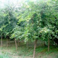 山西優質五角楓苗木基地 低價優惠供應