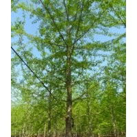 本基地常年供應銀杏一年苗，銀杏二年苗，銀杏三年苗，銀杏1-30公