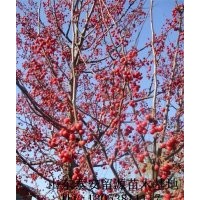 優質當娜海棠苗價格，山東當娜海棠小苗批發