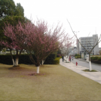 長(zhǎng)期供應(yīng)大葉女貞、紅梅有需要的朋友可以聯(lián)系我