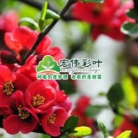 貼梗海棠小苗彩葉苗綠化苗木供應